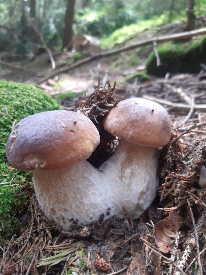 Biogasthaus Plonerhof Bressanone Dış mekan fotoğraf