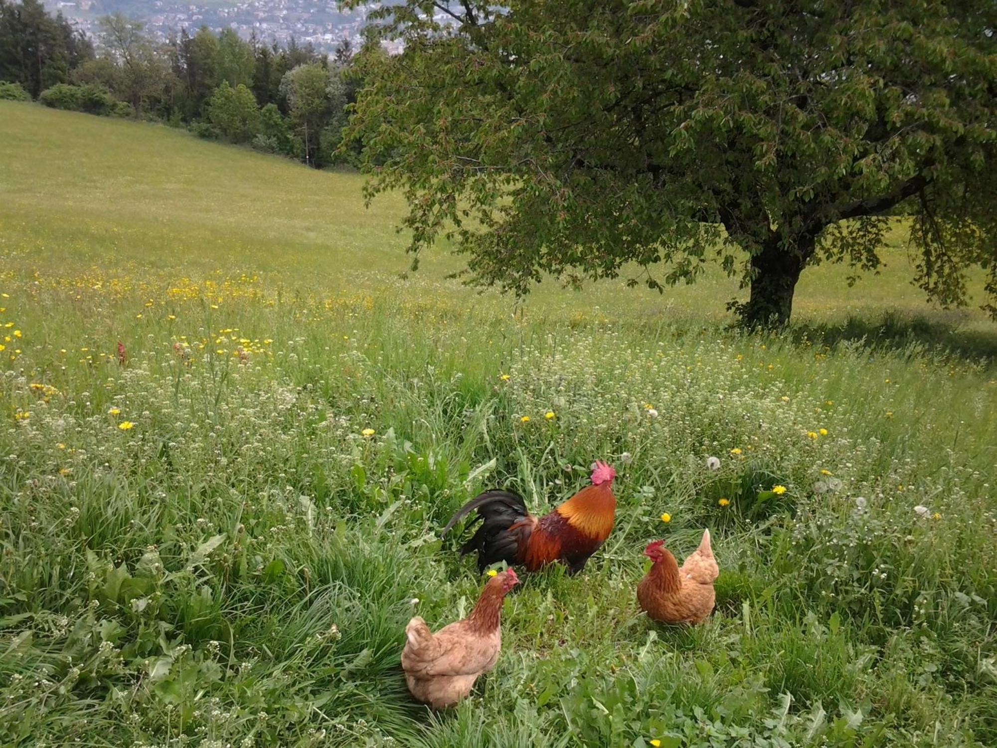 Biogasthaus Plonerhof Bressanone Dış mekan fotoğraf